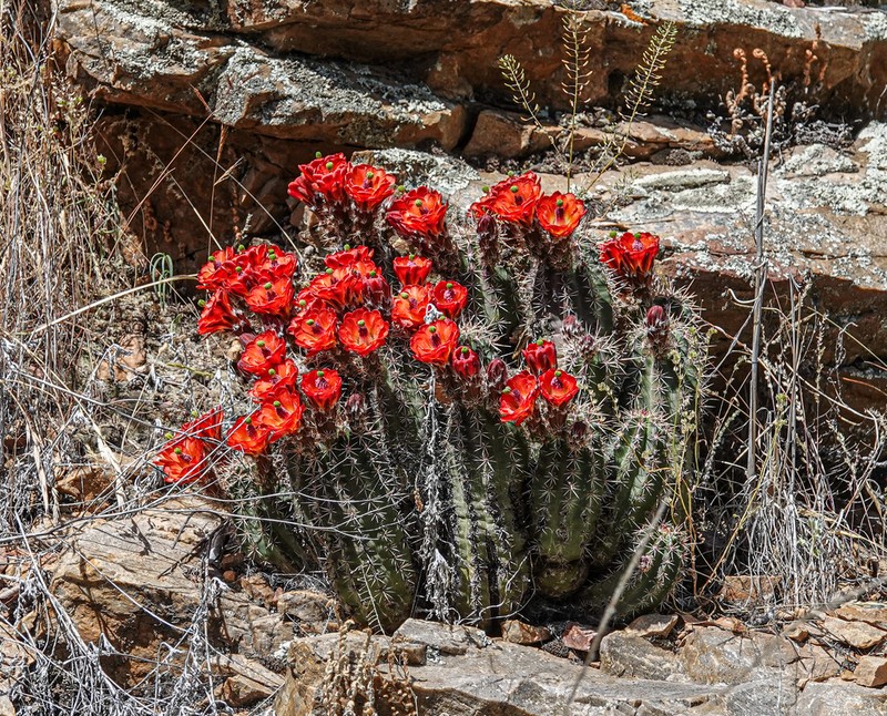 Echinocereus santaritensis photo 6