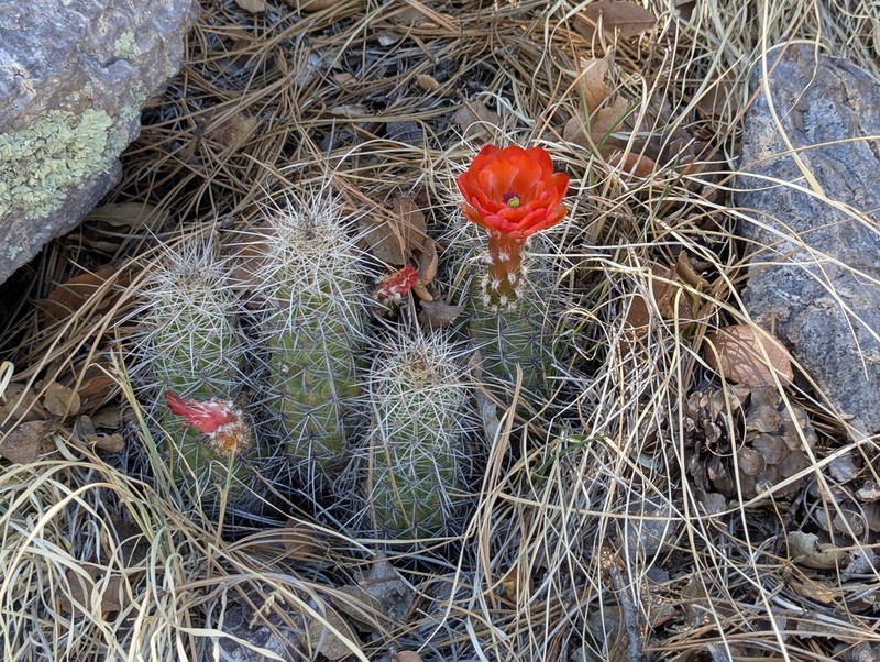 Echinocereus santaritensis photo 7