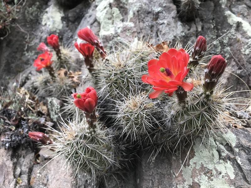 Echinocereus santaritensis photo 8
