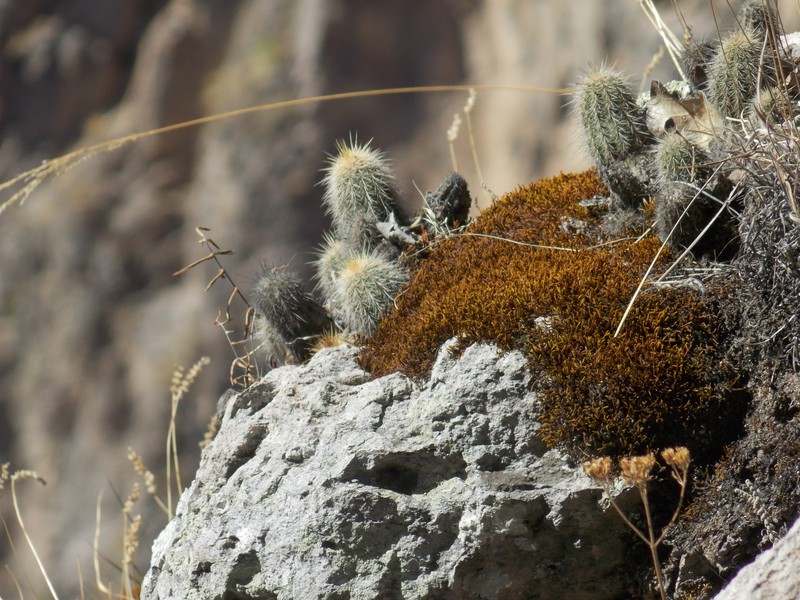 Echinocereus scheeri subsp. chaletii