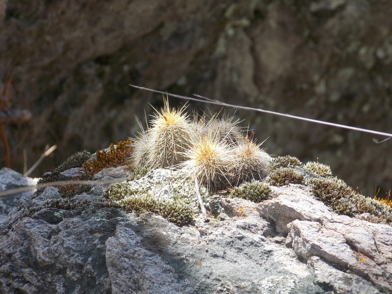 Echinocereus scheeri subsp. chaletii photo 2