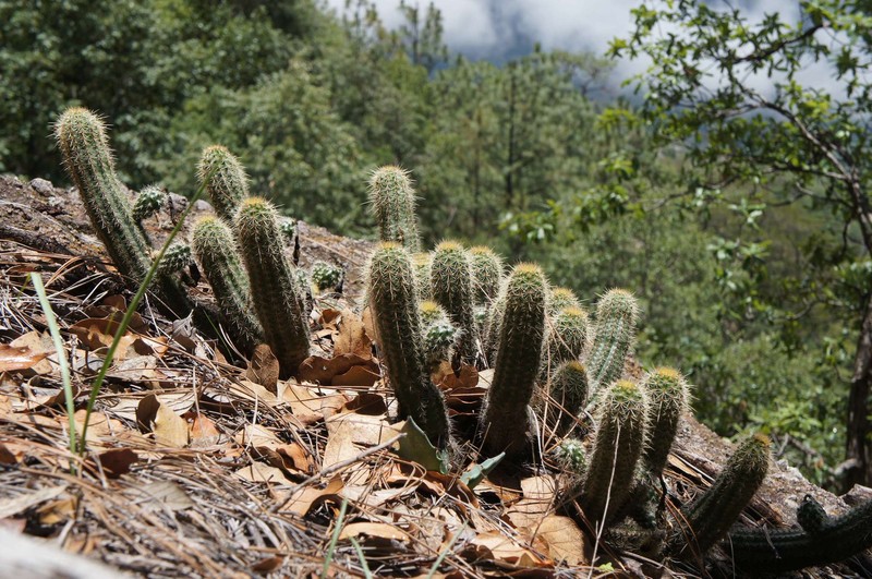Echinocereus scheeri subsp. chaletii photo 3