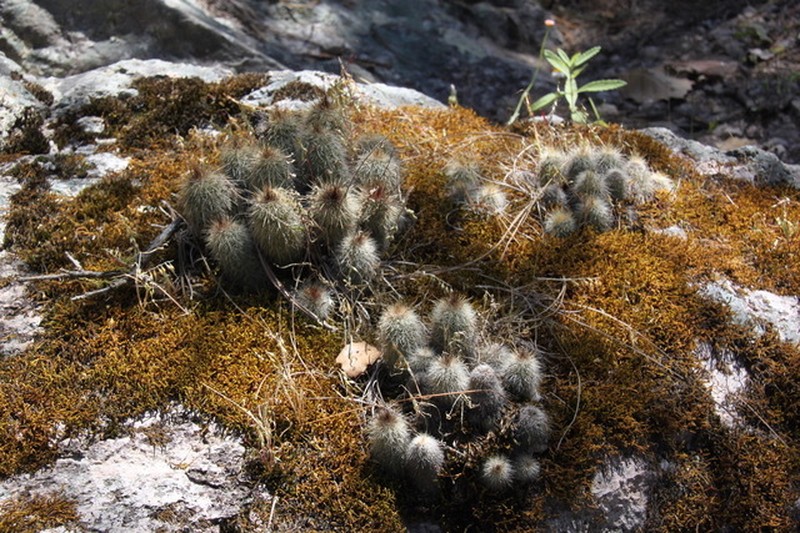 Echinocereus scheeri subsp. chaletii photo 4