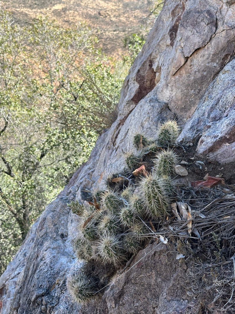 Echinocereus scheeri subsp. scheeri