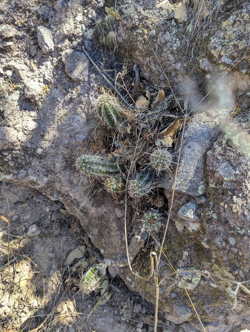 Echinocereus scheeri subsp. scheeri photo 2