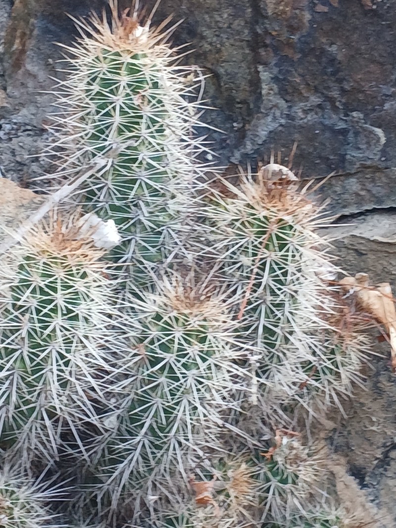 Echinocereus scheeri subsp. scheeri photo 3