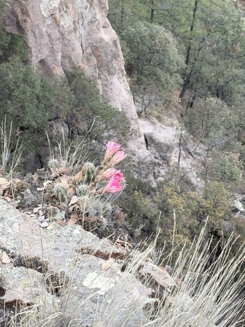 Echinocereus scheeri subsp. scheeri photo 4