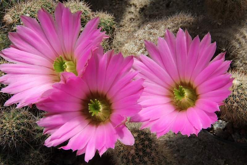 Echinocereus sciurus