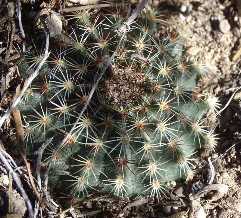 Echinocereus sharpii