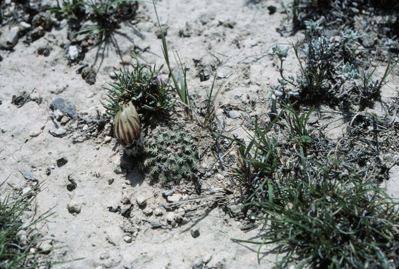 Echinocereus sharpii photo 2