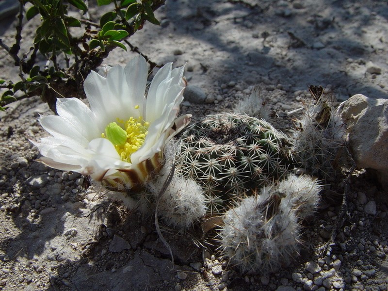 Echinocereus sharpii photo 3