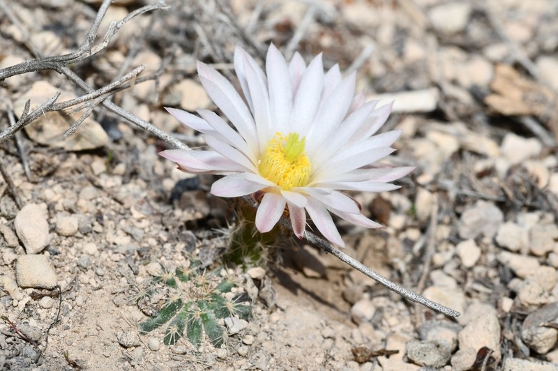 Echinocereus sharpii photo 4