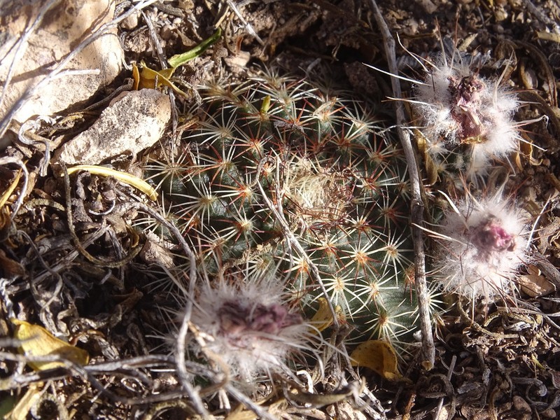 Echinocereus sharpii photo 5