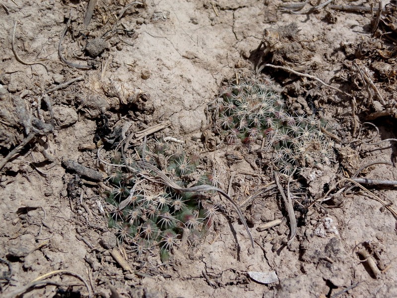Echinocereus sharpii photo 6