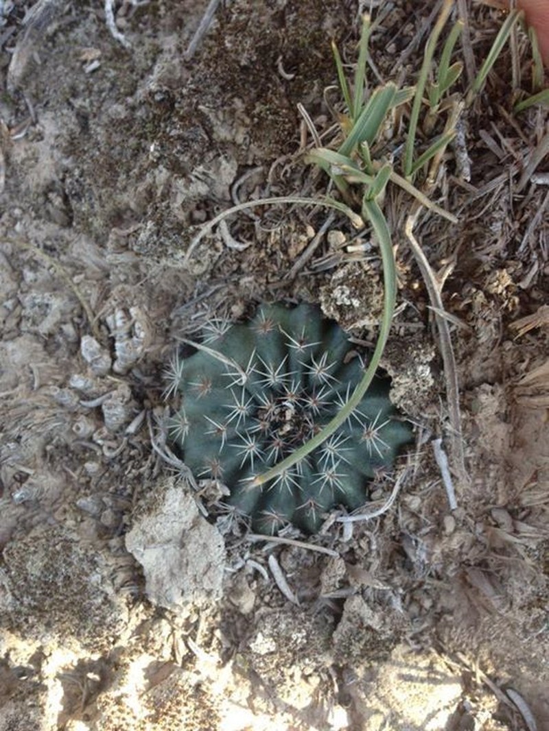 Echinocereus sharpii photo 7