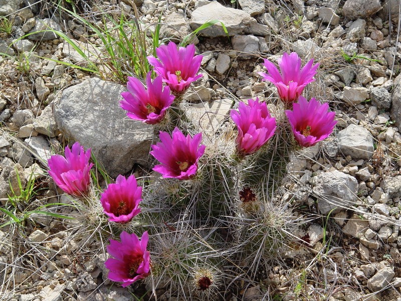 Strawberry Hedgehog Cactus