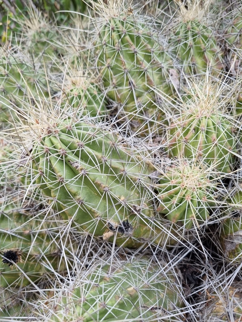 Strawberry Hedgehog Cactus photo 2