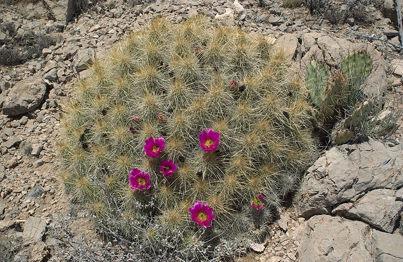 Strawberry Hedgehog Cactus photo 3