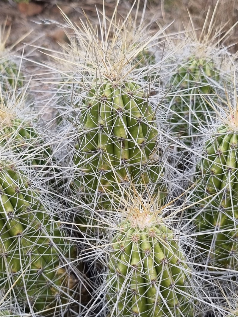 Strawberry Hedgehog Cactus photo 4