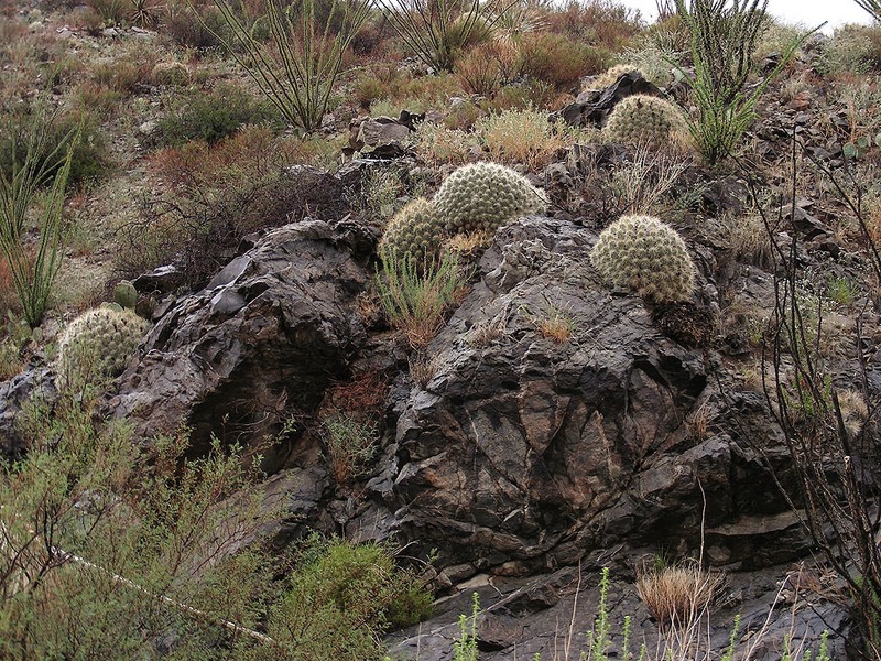 Strawberry Hedgehog Cactus photo 5