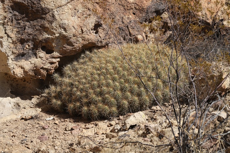Strawberry Hedgehog Cactus photo 6