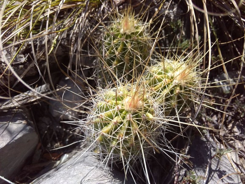 Strawberry Hedgehog Cactus photo 7