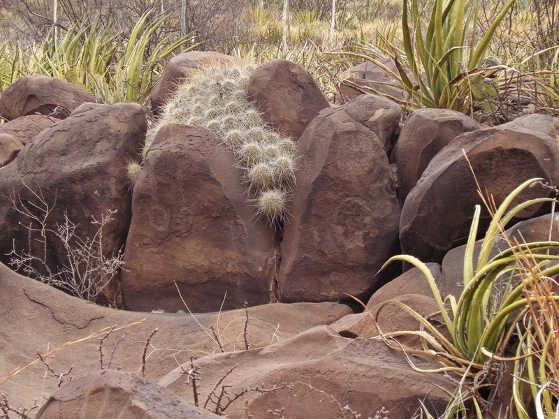 Strawberry Hedgehog Cactus photo 8