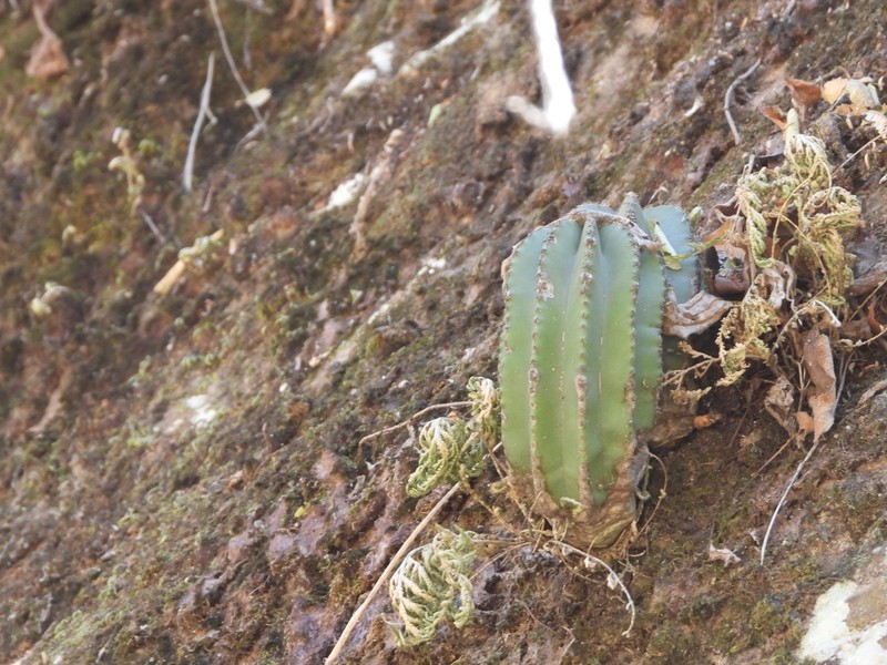 Echinocereus subinermis subsp. subinermis