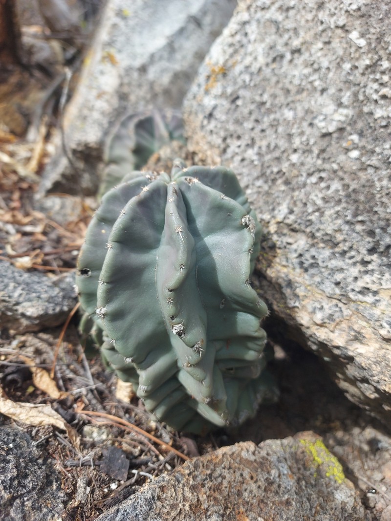 Echinocereus subinermis subsp. subinermis photo 2