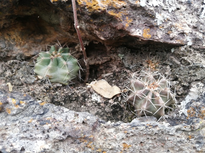 Echinocereus subinermis subsp. subinermis photo 3