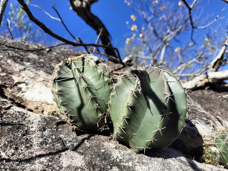 Echinocereus subinermis subsp. subinermis photo 4