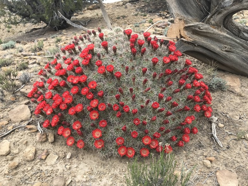 Kingcup Cactus