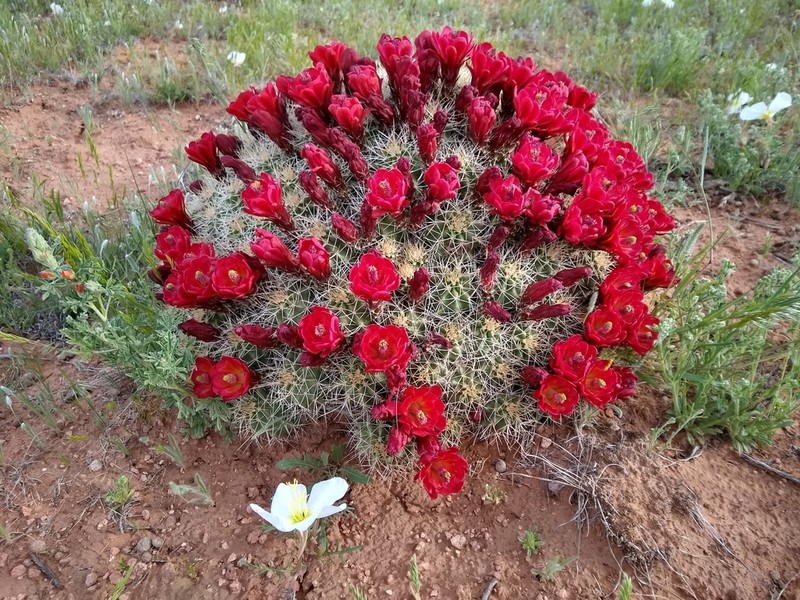 Kingcup Cactus photo 2