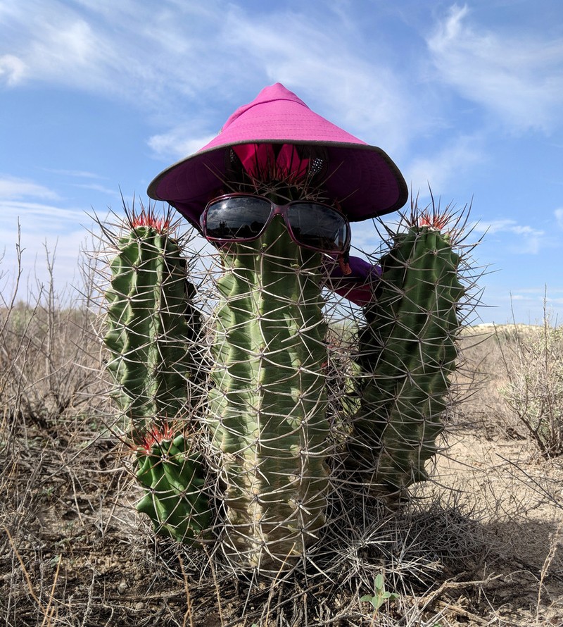 Kingcup Cactus photo 3