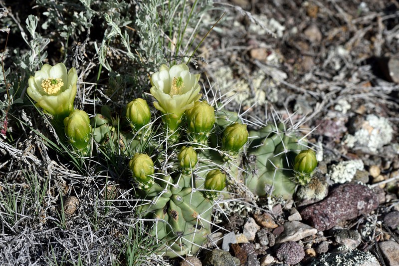 Kingcup Cactus photo 4