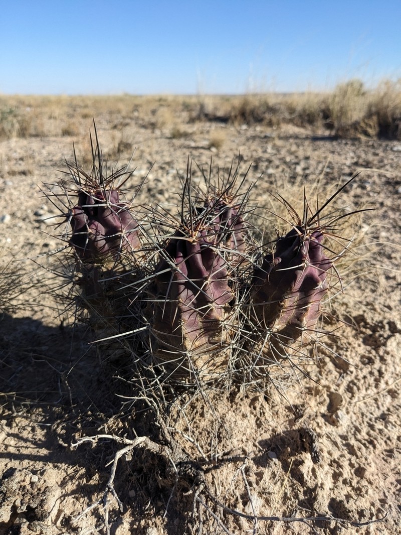 Kingcup Cactus photo 5