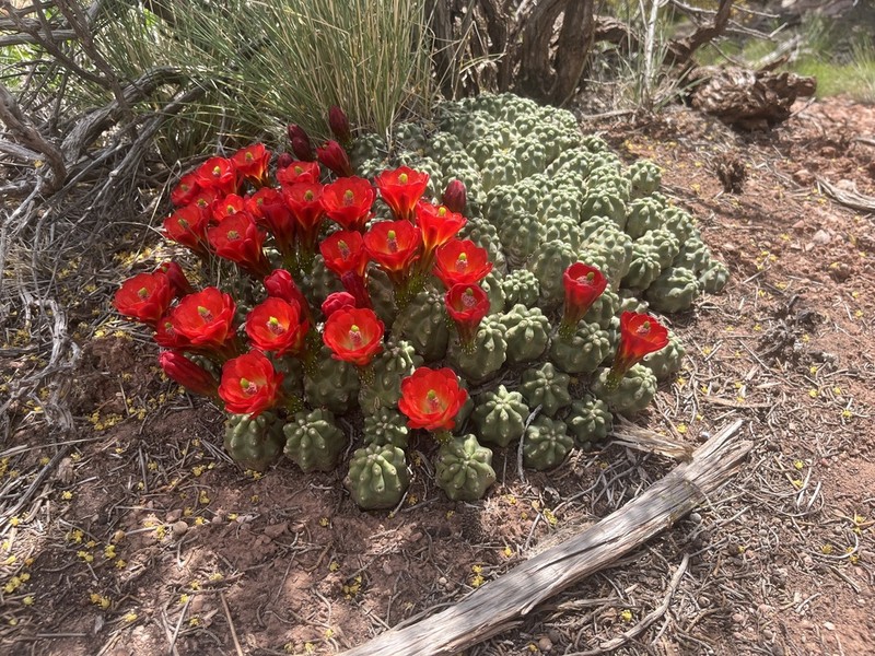 Kingcup Cactus photo 6