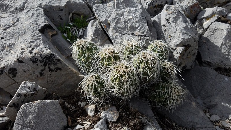 Kingcup Cactus photo 7