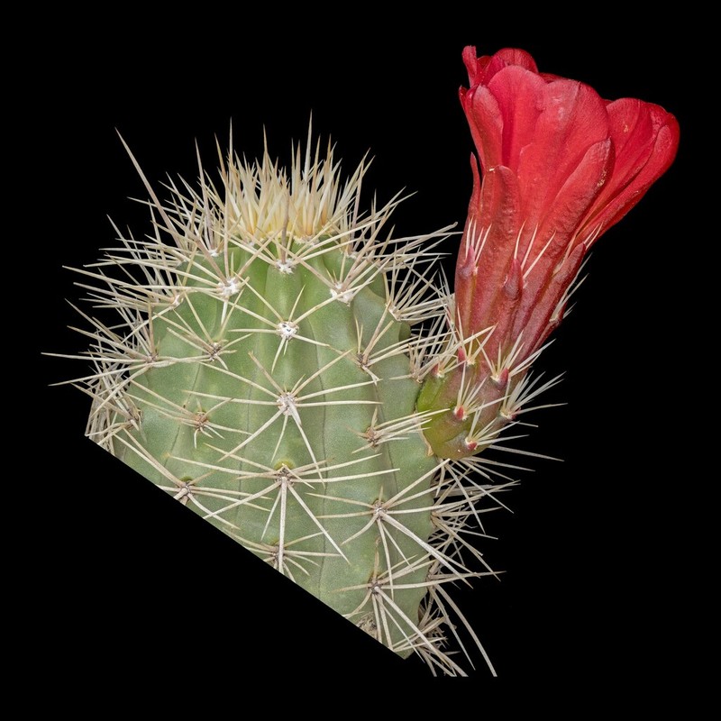 Kingcup Cactus photo 8