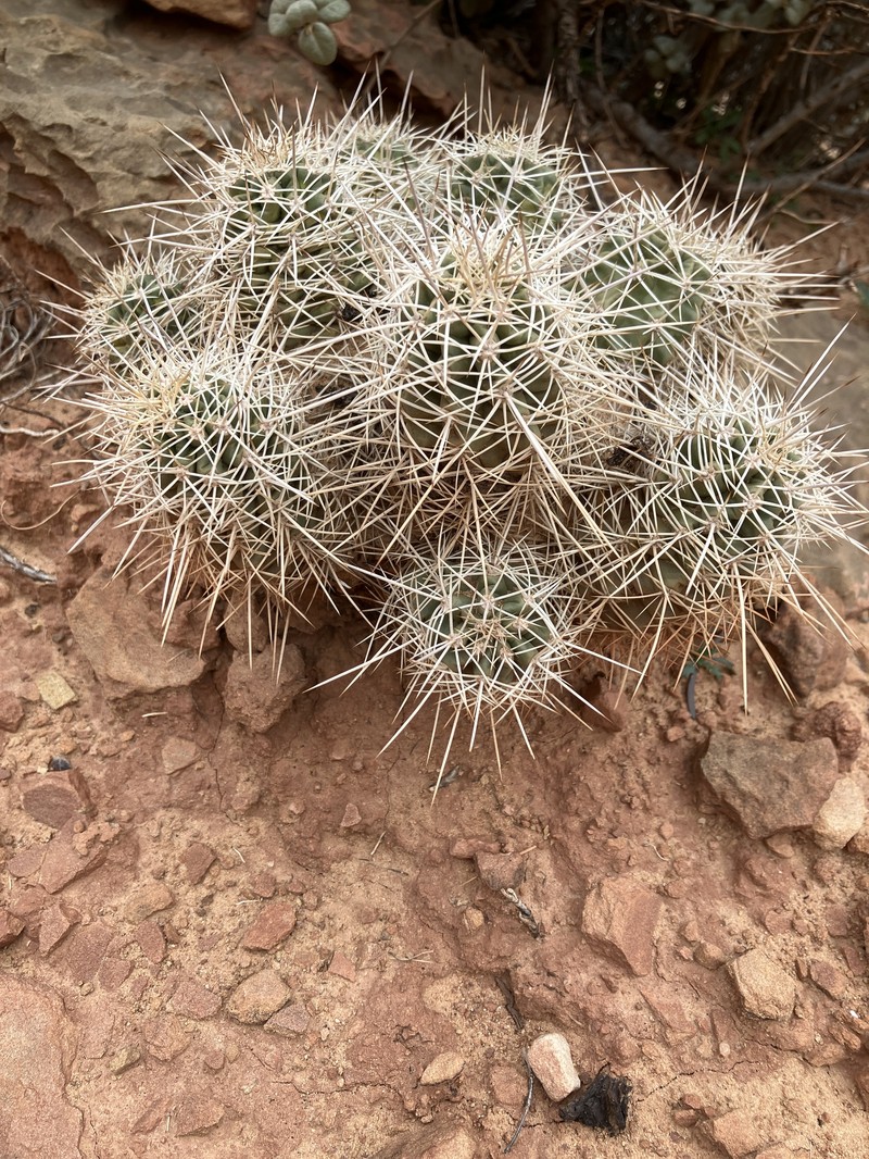 Mojave Kingcup Cactus