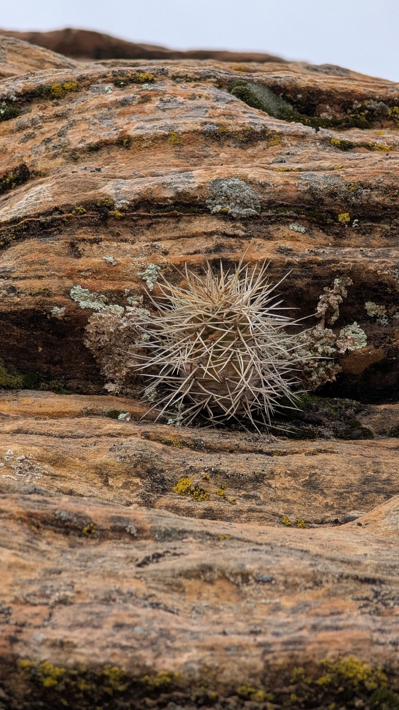 Mojave Kingcup Cactus photo 4