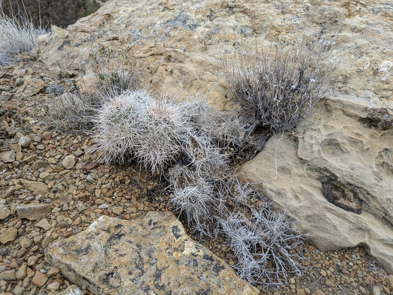 Mojave Kingcup Cactus photo 5