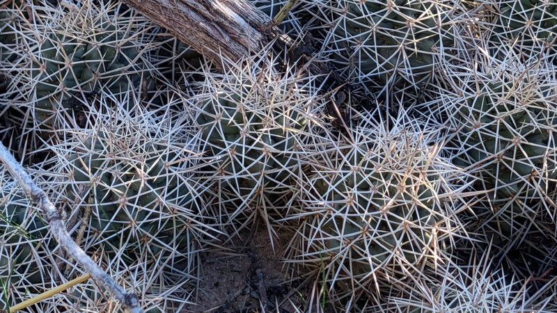 Mojave Kingcup Cactus photo 6
