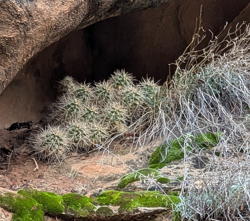 Mojave Kingcup Cactus photo 7