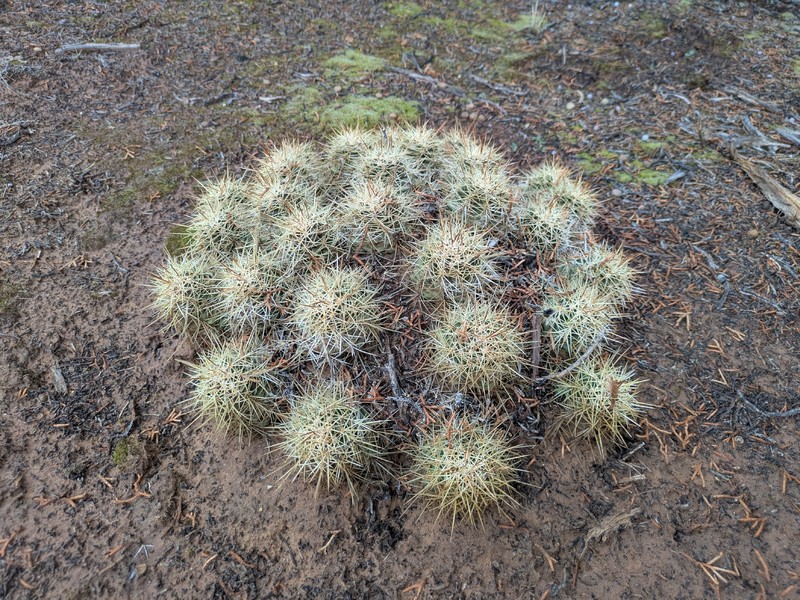 Mojave Kingcup Cactus photo 8