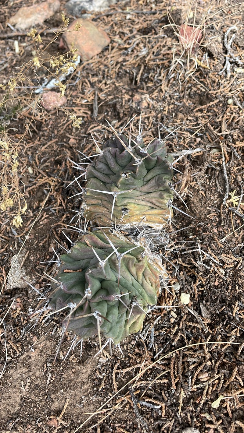 Echinocereus triglochidiatus subsp. triglochidiatus