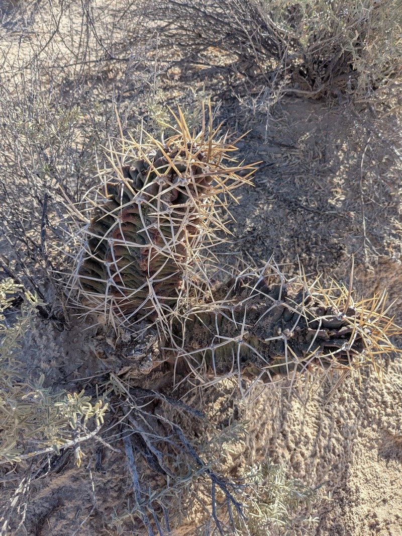 Echinocereus triglochidiatus subsp. triglochidiatus photo 2