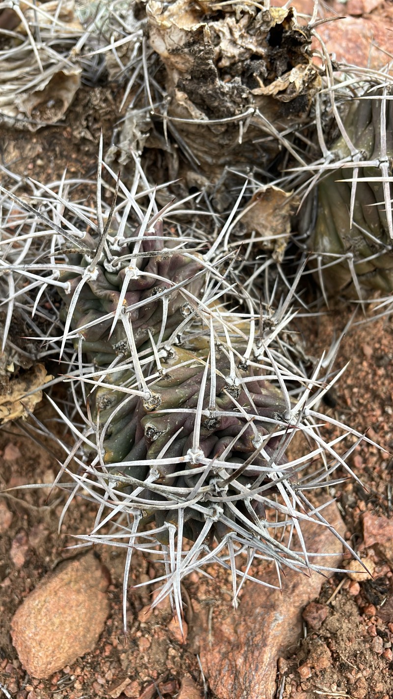 Echinocereus triglochidiatus subsp. triglochidiatus photo 3
