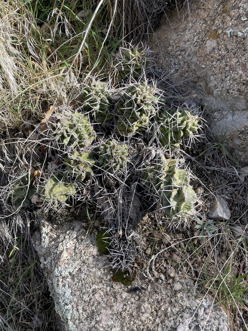 Echinocereus triglochidiatus subsp. triglochidiatus photo 4