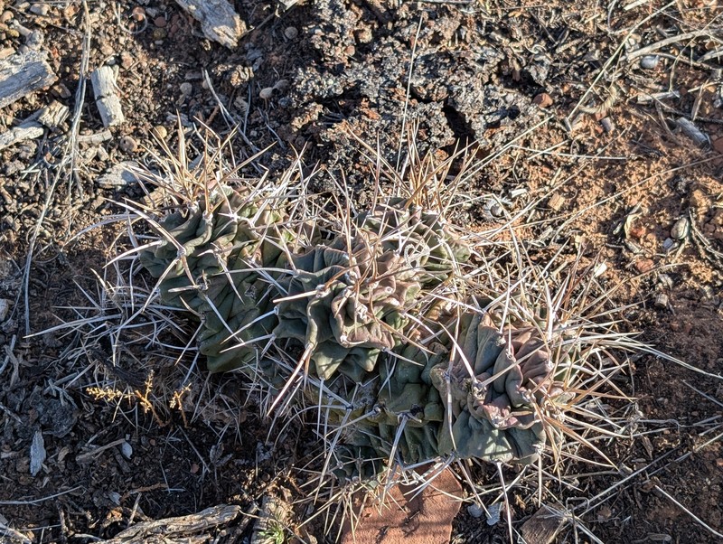 Echinocereus triglochidiatus subsp. triglochidiatus photo 5